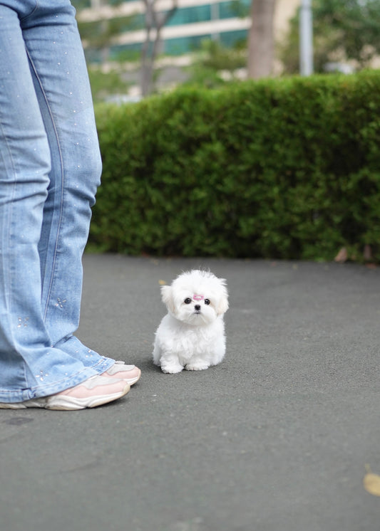 Cooper - Maltese (White)