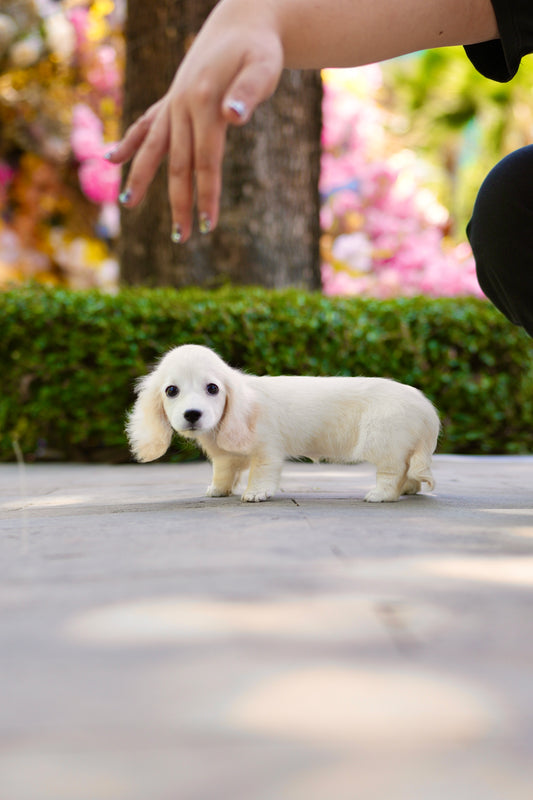 Riva - Long Haired Dachshund (Cream)