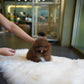 Kean - Pomeranian (Choco)