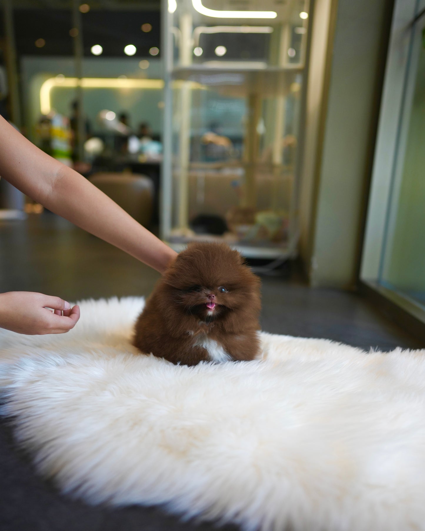 Kean - Pomeranian (Choco)