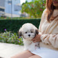 Gyu - Coton de Tulear (Parti)