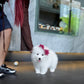 Willow - Samoyed (White)