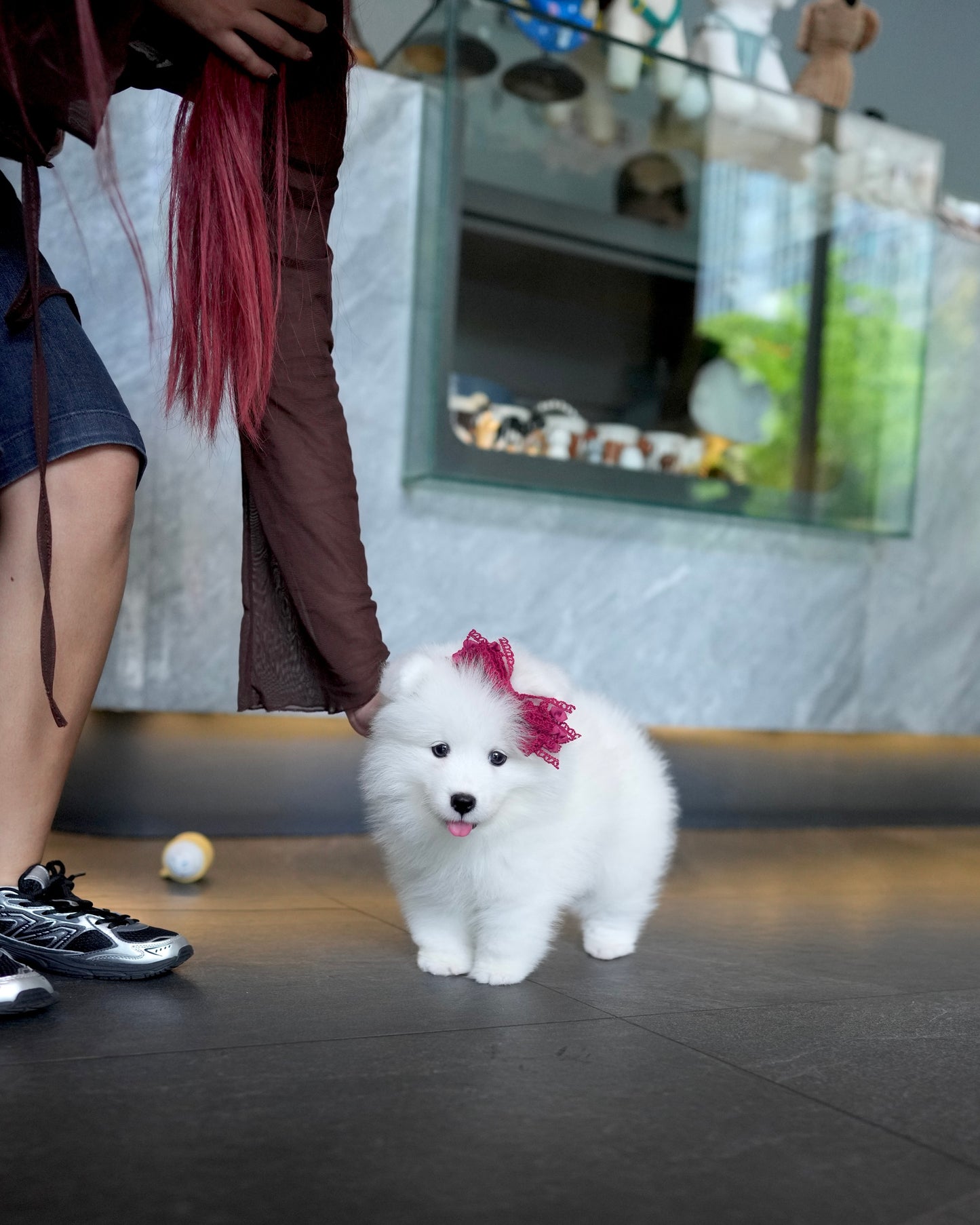 Willow - Samoyed (White)