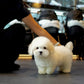Irold - Coton de Tulear (White)