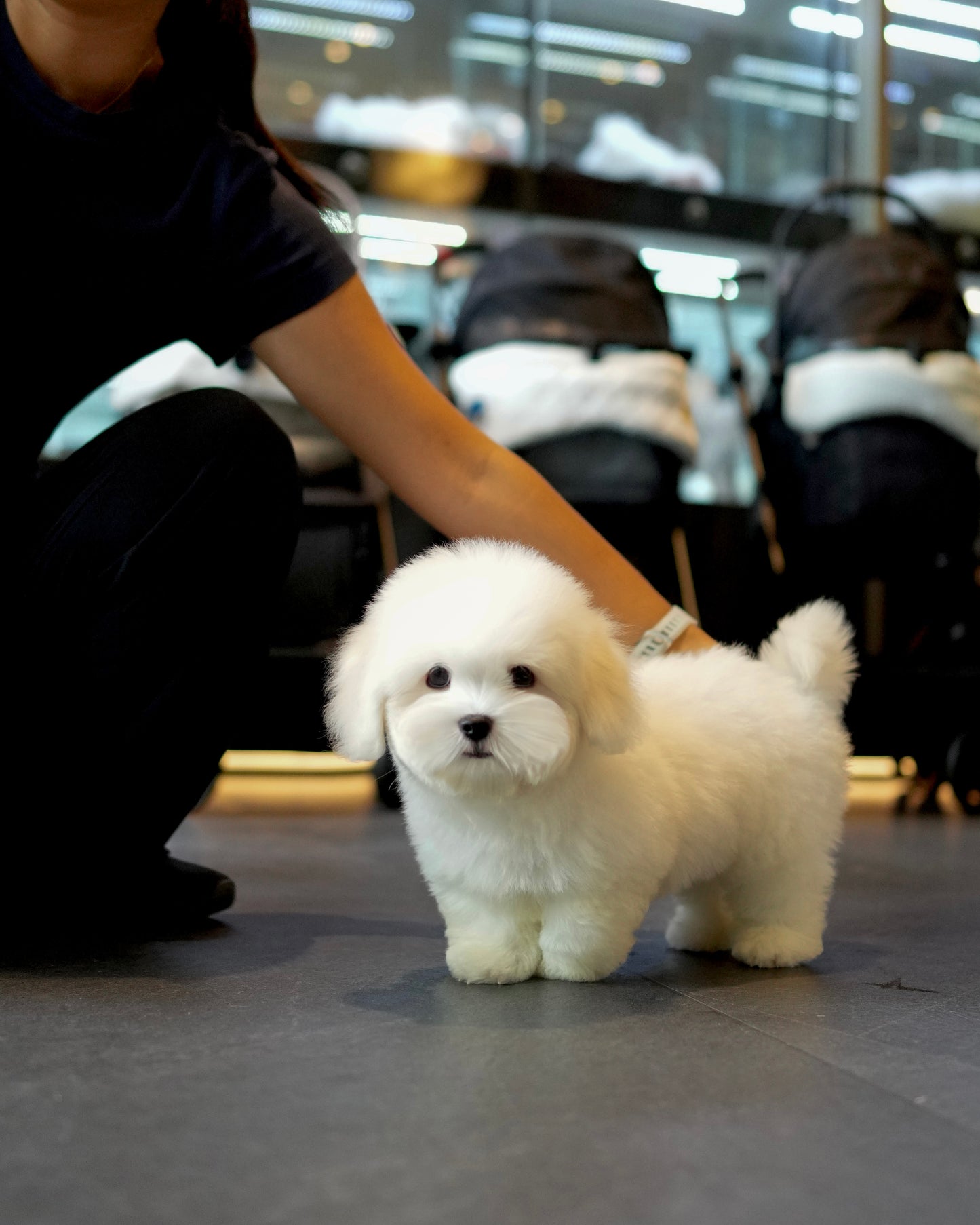 Irold - Coton de Tulear (White)