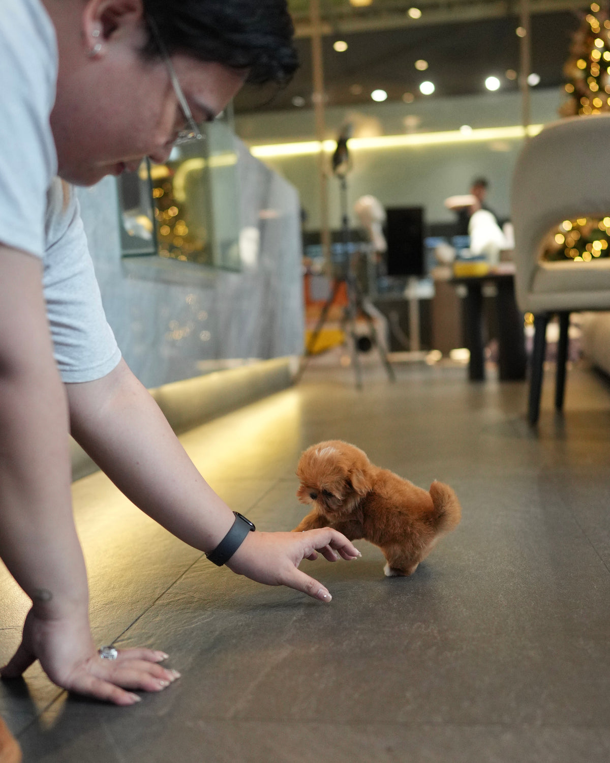 Ira - Teacup Maltipoo (Brown & White)