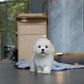 Irold - Coton de Tulear (White)