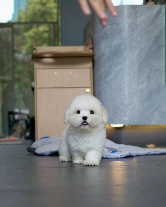 Irold - Coton de Tulear (White)