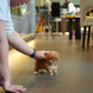 Ira - Teacup Maltipoo (Brown & White)