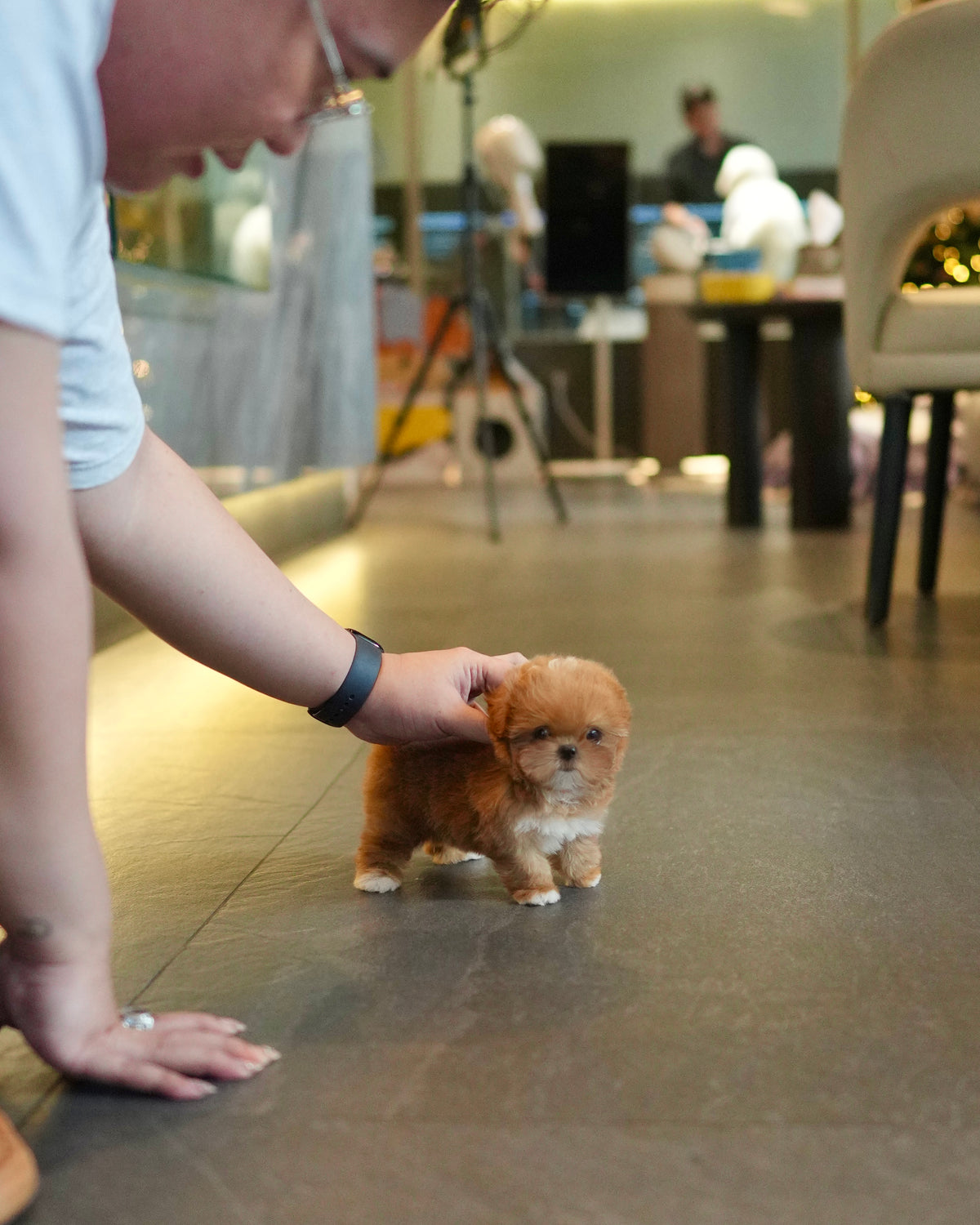 Ira - Teacup Maltipoo (Brown & White)