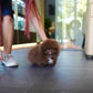 Kean - Pomeranian (Choco)