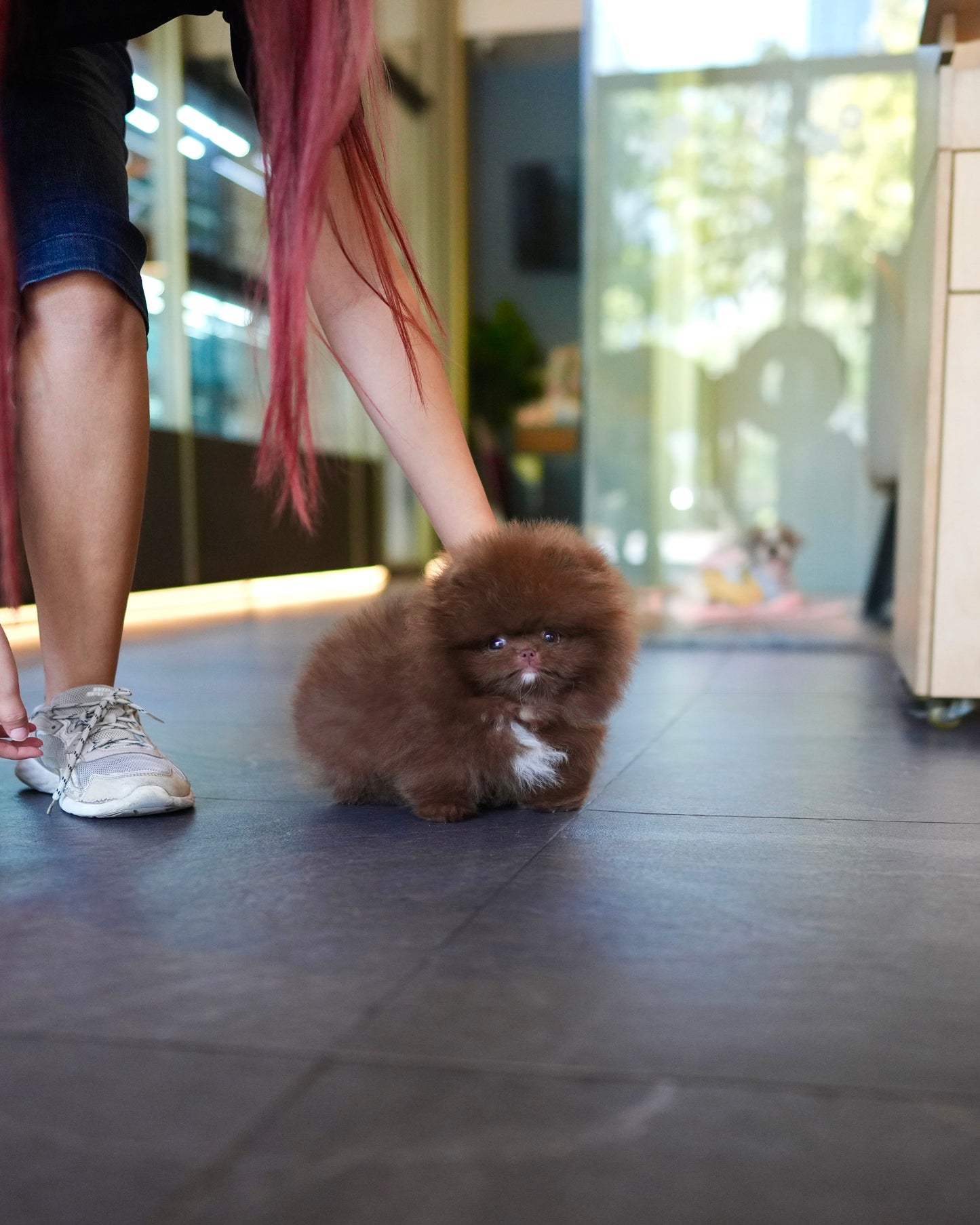 Kean - Pomeranian (Choco)