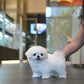 Zoey - Maltese (White)
