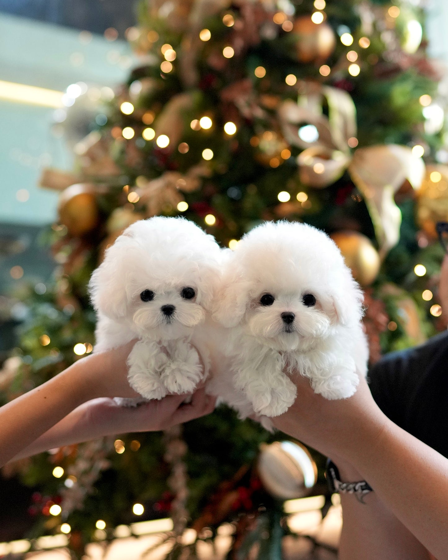 Paul - Mini Bichon (White)