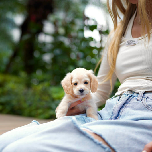 Piper - Long Haired Dacshund (Cream)