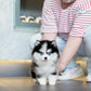 Waffles - Mini Pomsky (Black & White)