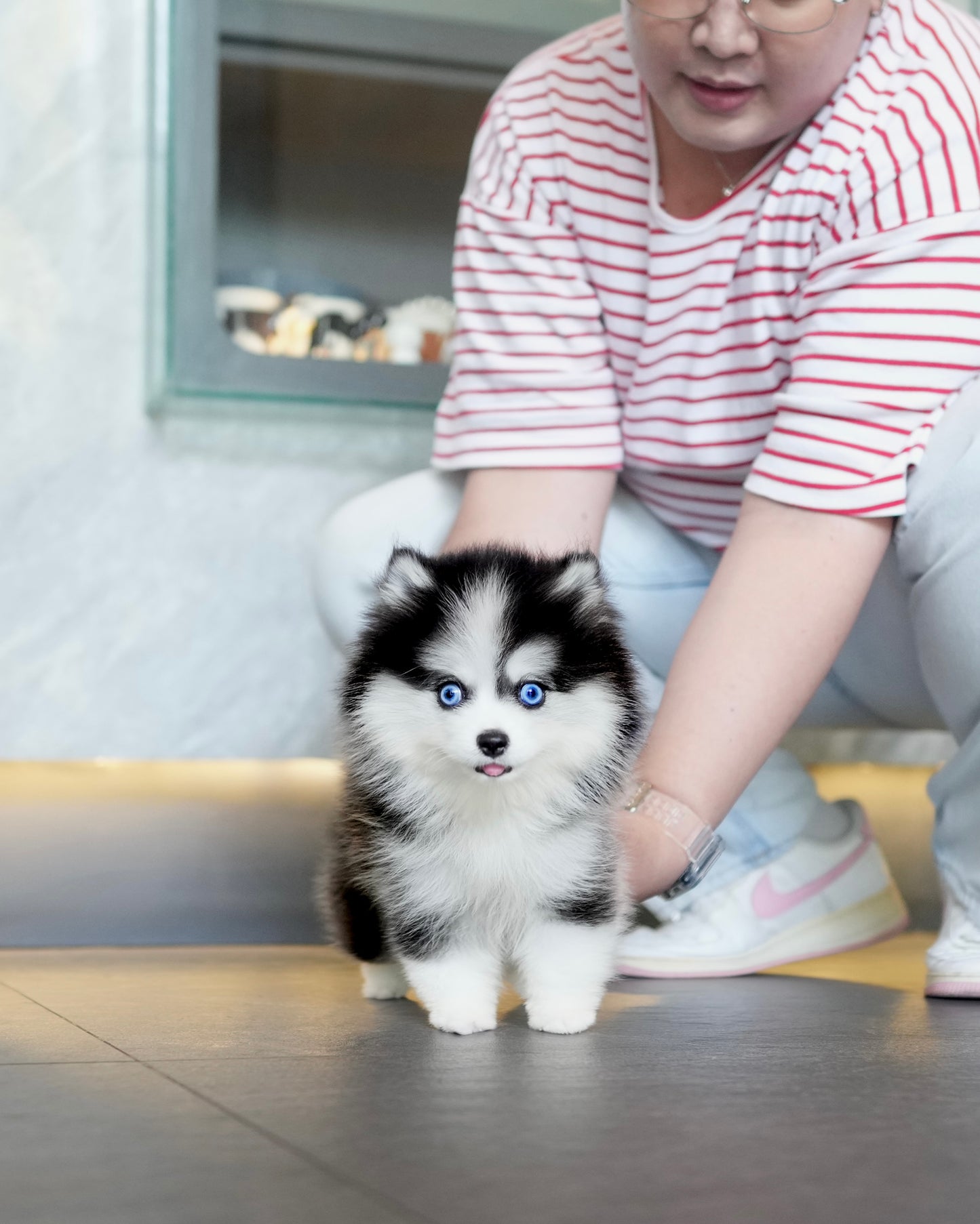 Waffles - Mini Pomsky (Black & White)