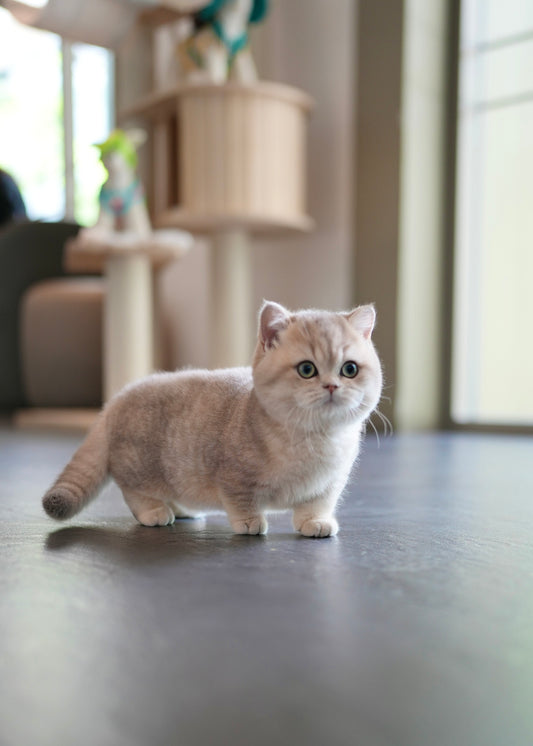 Anya - Munchkin (Silver)