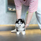 Waffles - Mini Pomsky (Black & White)