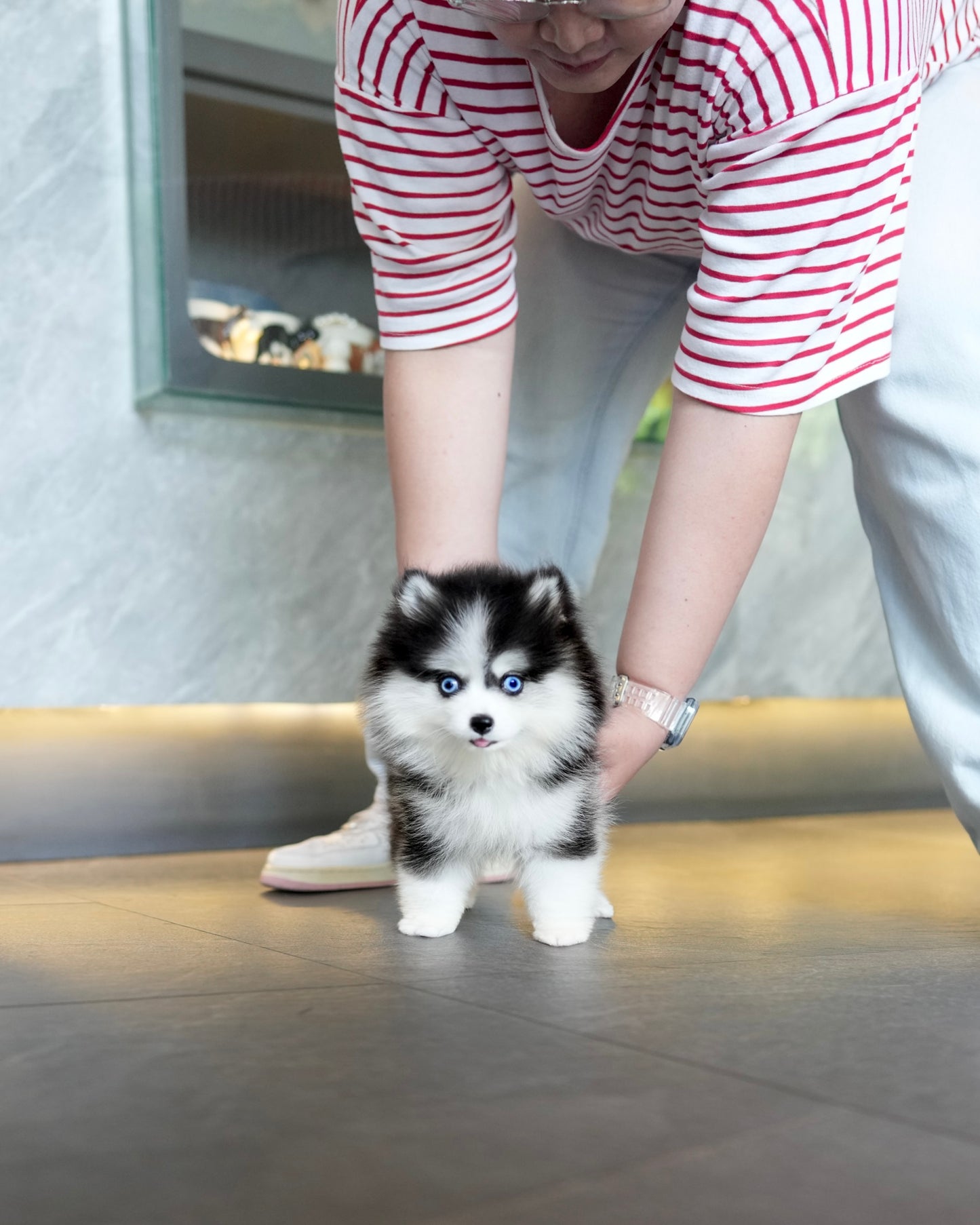 Waffles - Mini Pomsky (Black & White)