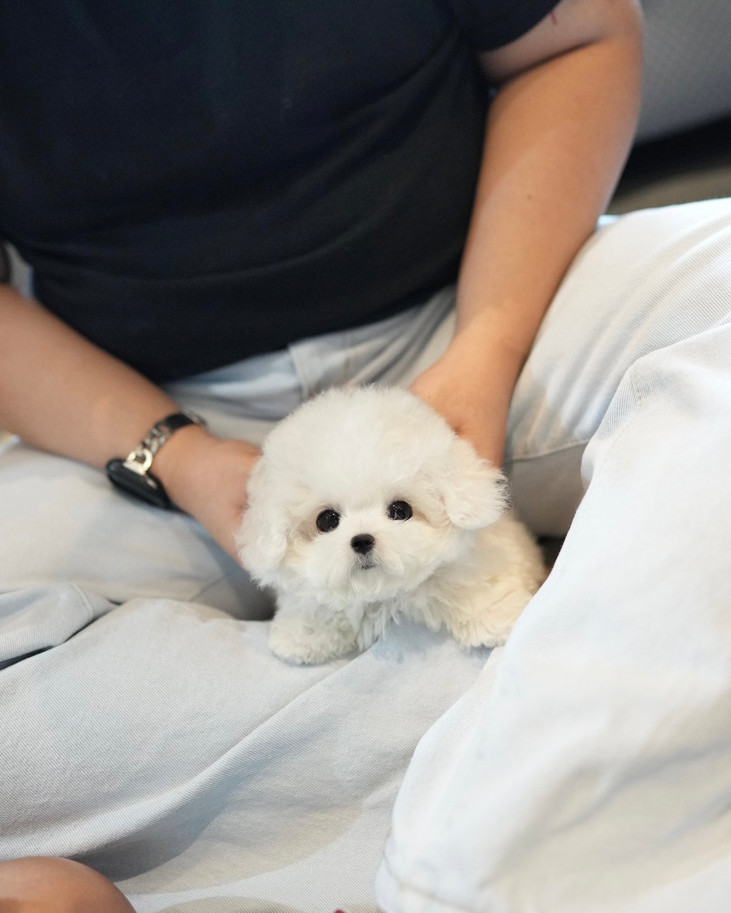 Pearl - Mini Bichon (White)