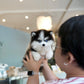 Waffles - Mini Pomsky (Black & White)