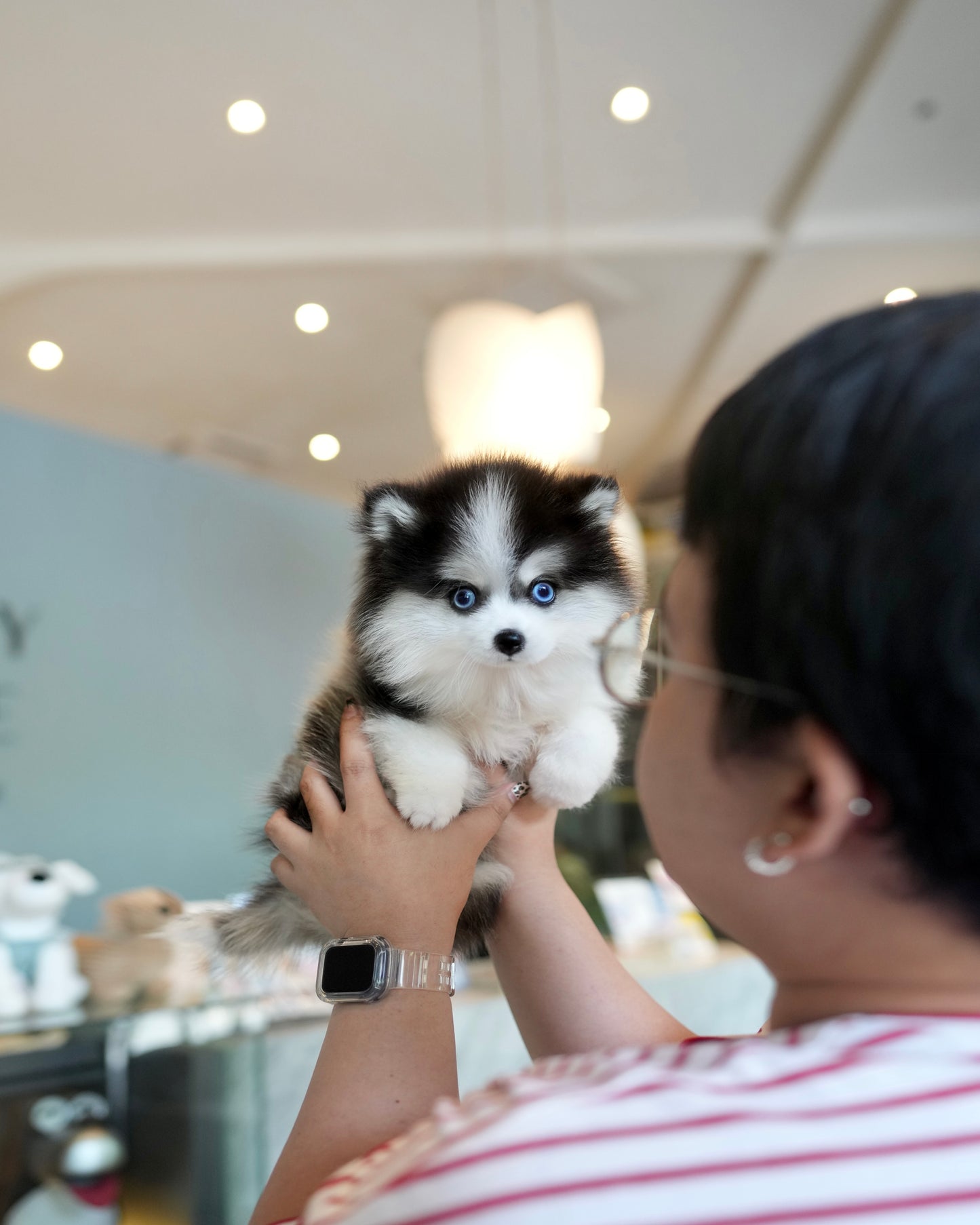 Waffles - Mini Pomsky (Black & White)