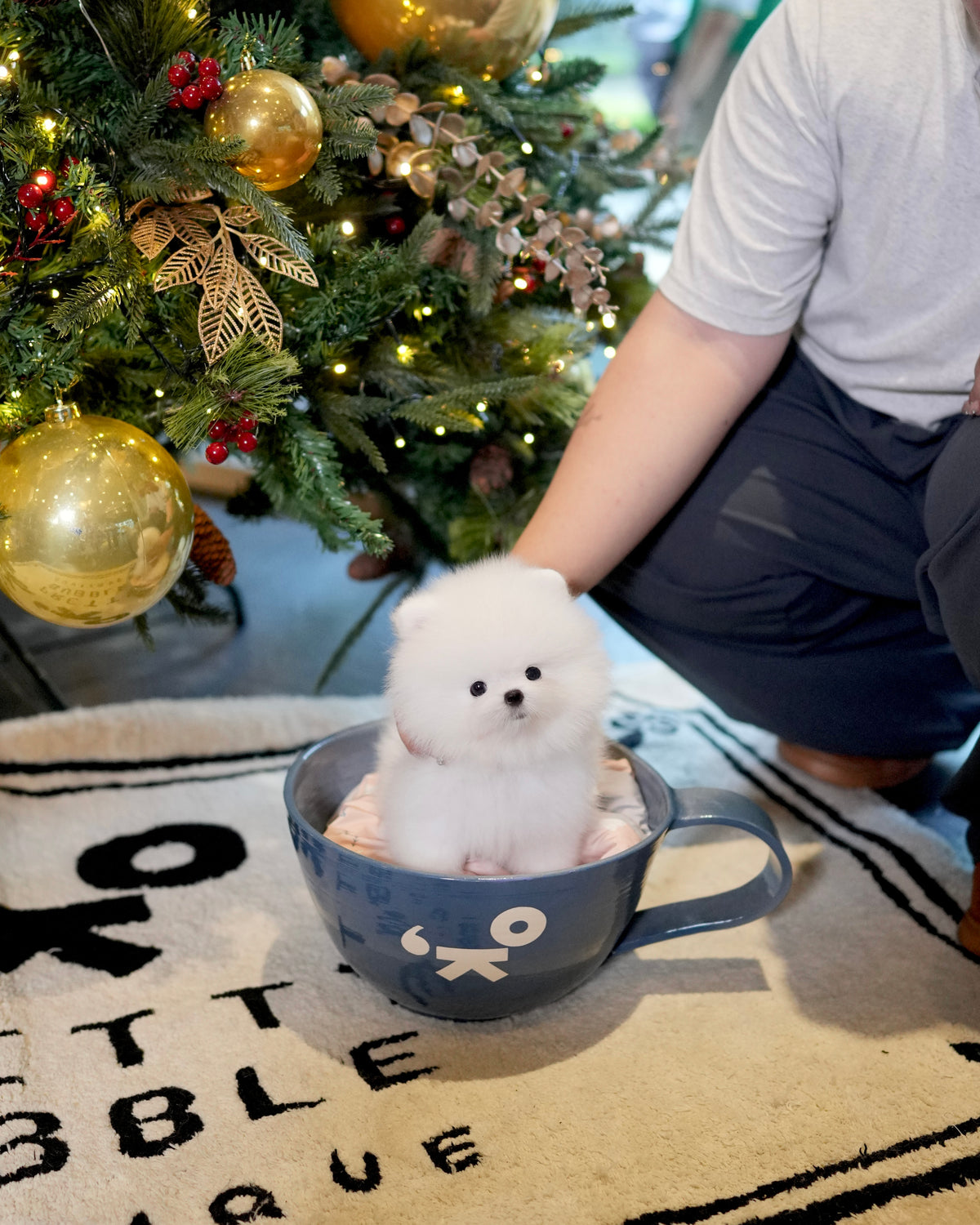 Dexter - Pomeranian (White)