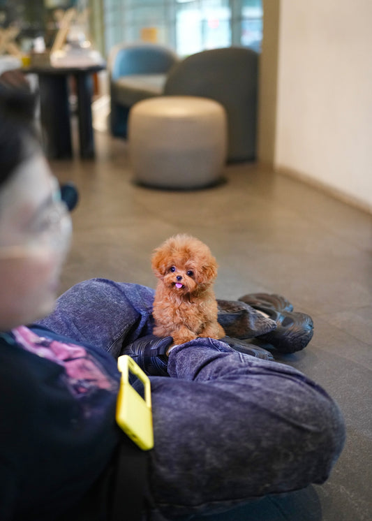 Jasper - Tiny Poodle (Red)