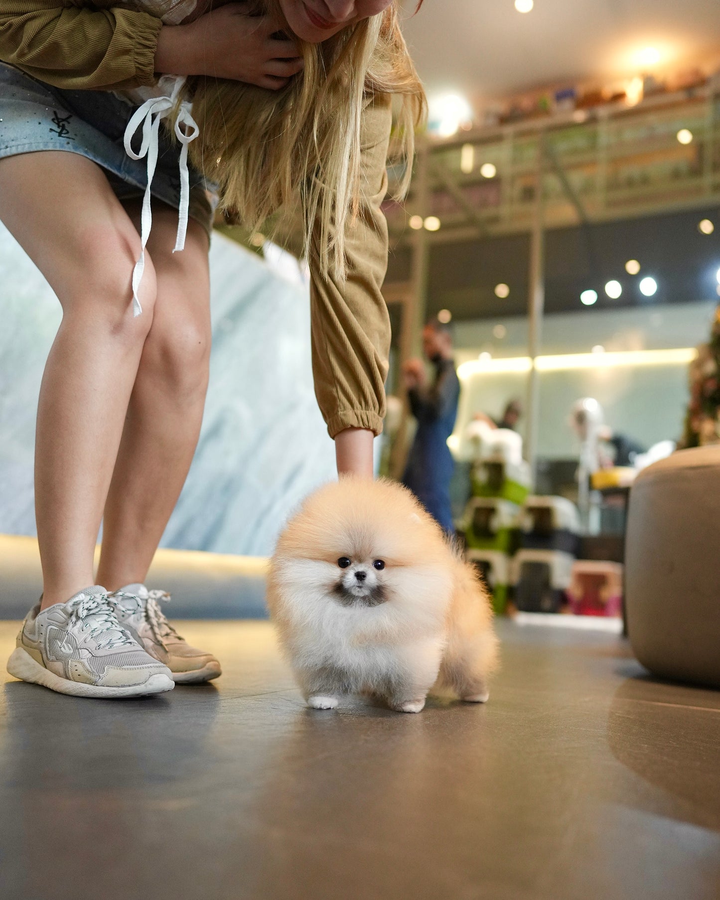 Butter - Pomeranian (Orange)