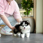 Waffles - Mini Pomsky (Black & White)