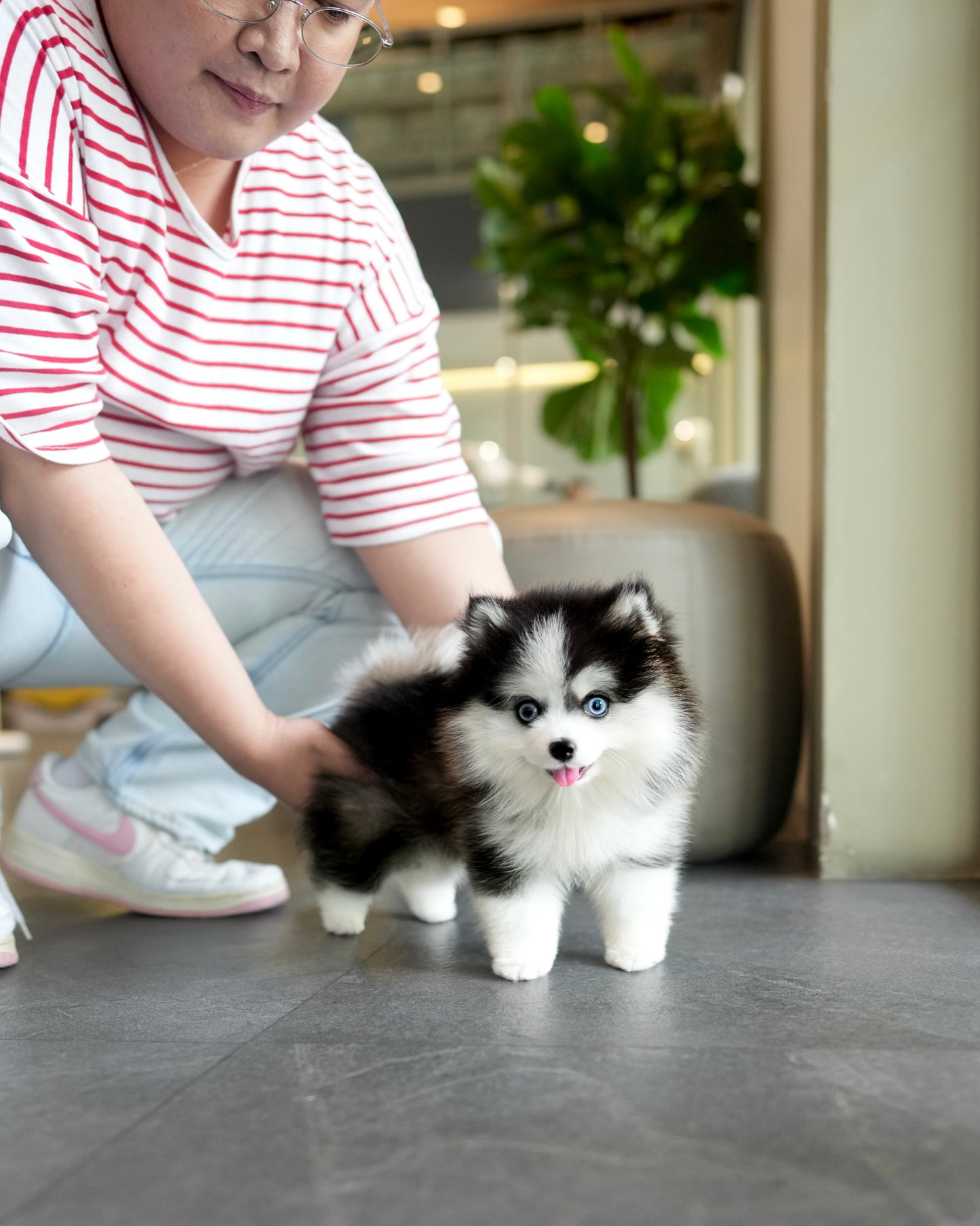 Waffles - Mini Pomsky (Black & White)