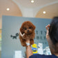 Lucy - Tiny Poodle (Red)