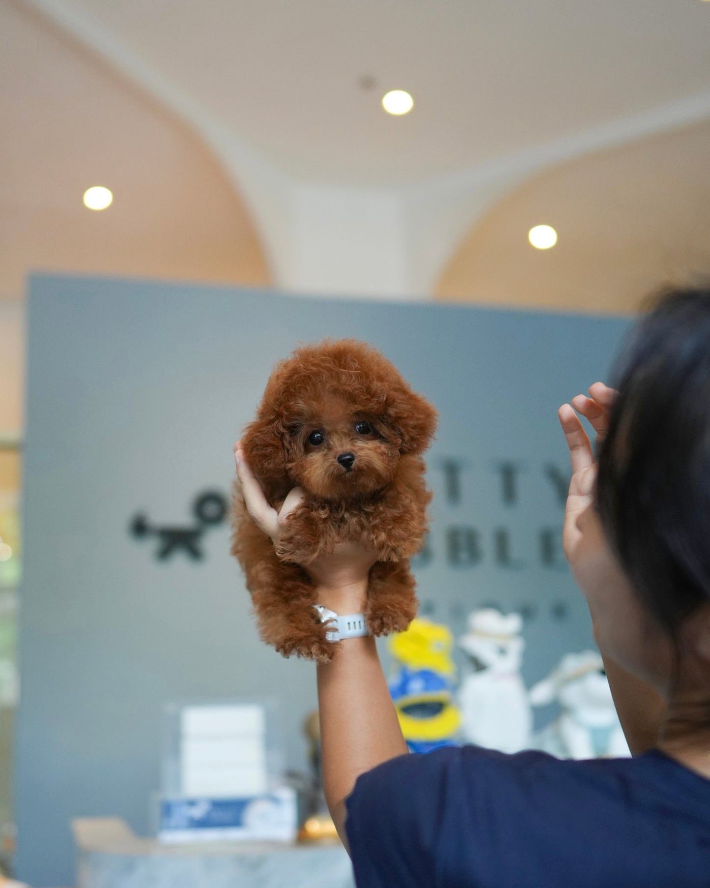 Lucy - Tiny Poodle (Red)