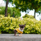 Raven - Teacup Chihuahua (Choco Tan)