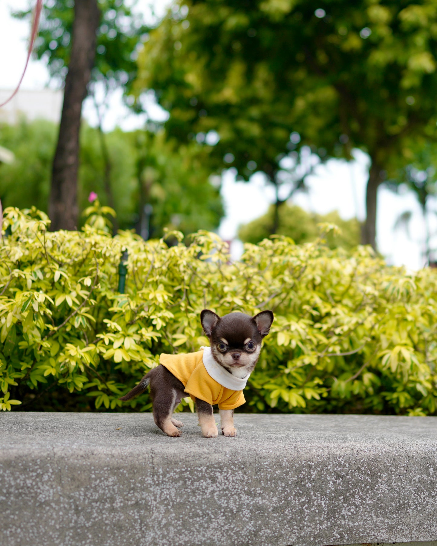 Raven - Teacup Chihuahua (Choco Tan)