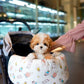 Rocky - Maltipoo (Brown & White)