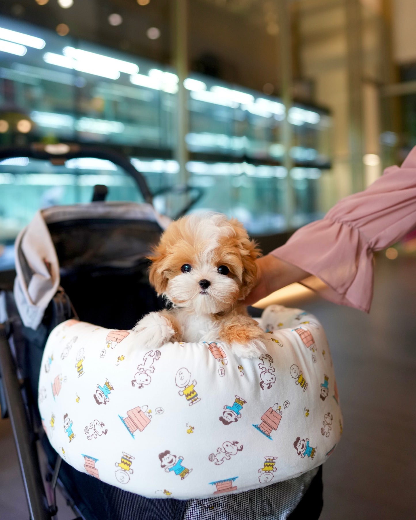 Rocky - Maltipoo (Brown & White)