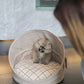 Hazel - Pomeranian (Sable)