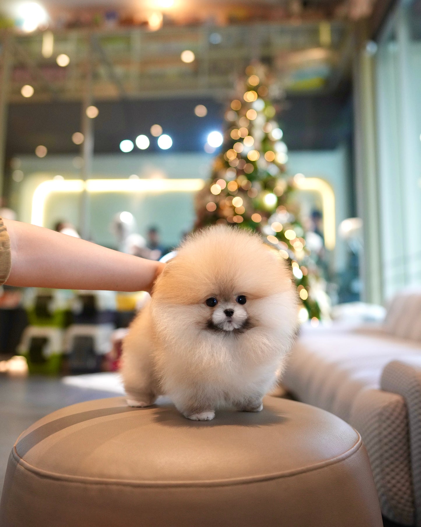 Butter - Pomeranian (Orange)