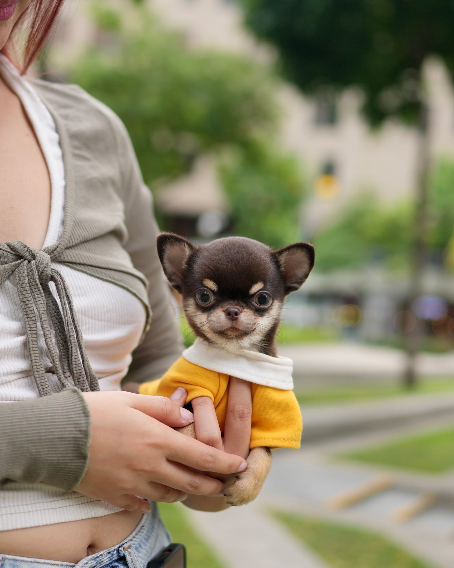 Raven - Teacup Chihuahua (Choco Tan)