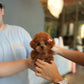 Lucy - Tiny Poodle (Red)