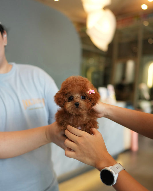 Lucy - Tiny Poodle (Red)