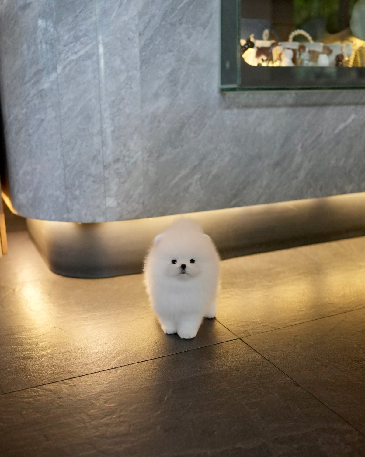 Dexter - Pomeranian (White)