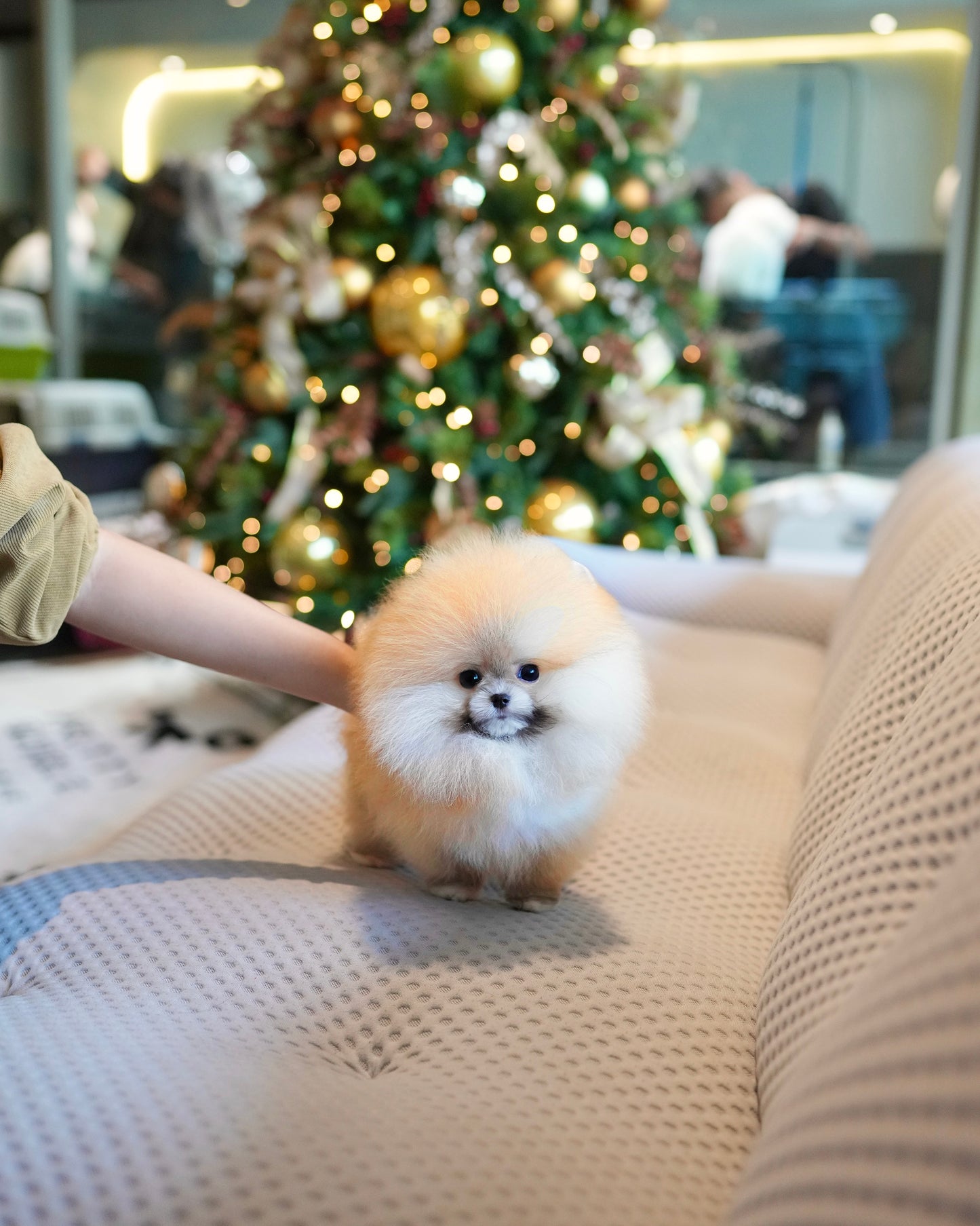 Butter - Pomeranian (Orange)