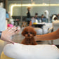 Lucy - Tiny Poodle (Red)