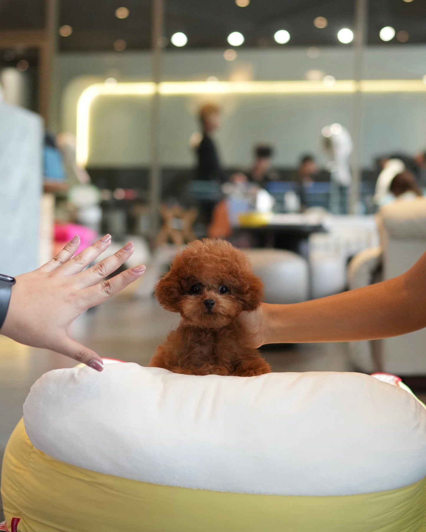 Lucy - Tiny Poodle (Red)