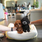 Luna - Tiny Poodle (Silver)