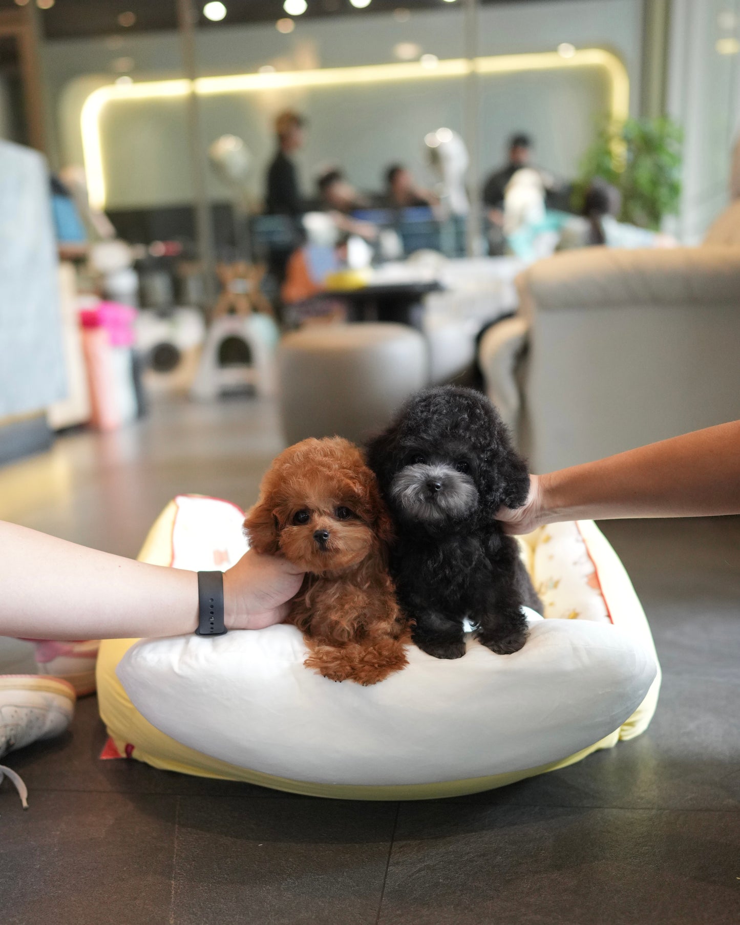 Luna - Tiny Poodle (Silver)