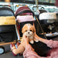 Rocky - Maltipoo (Brown & White)